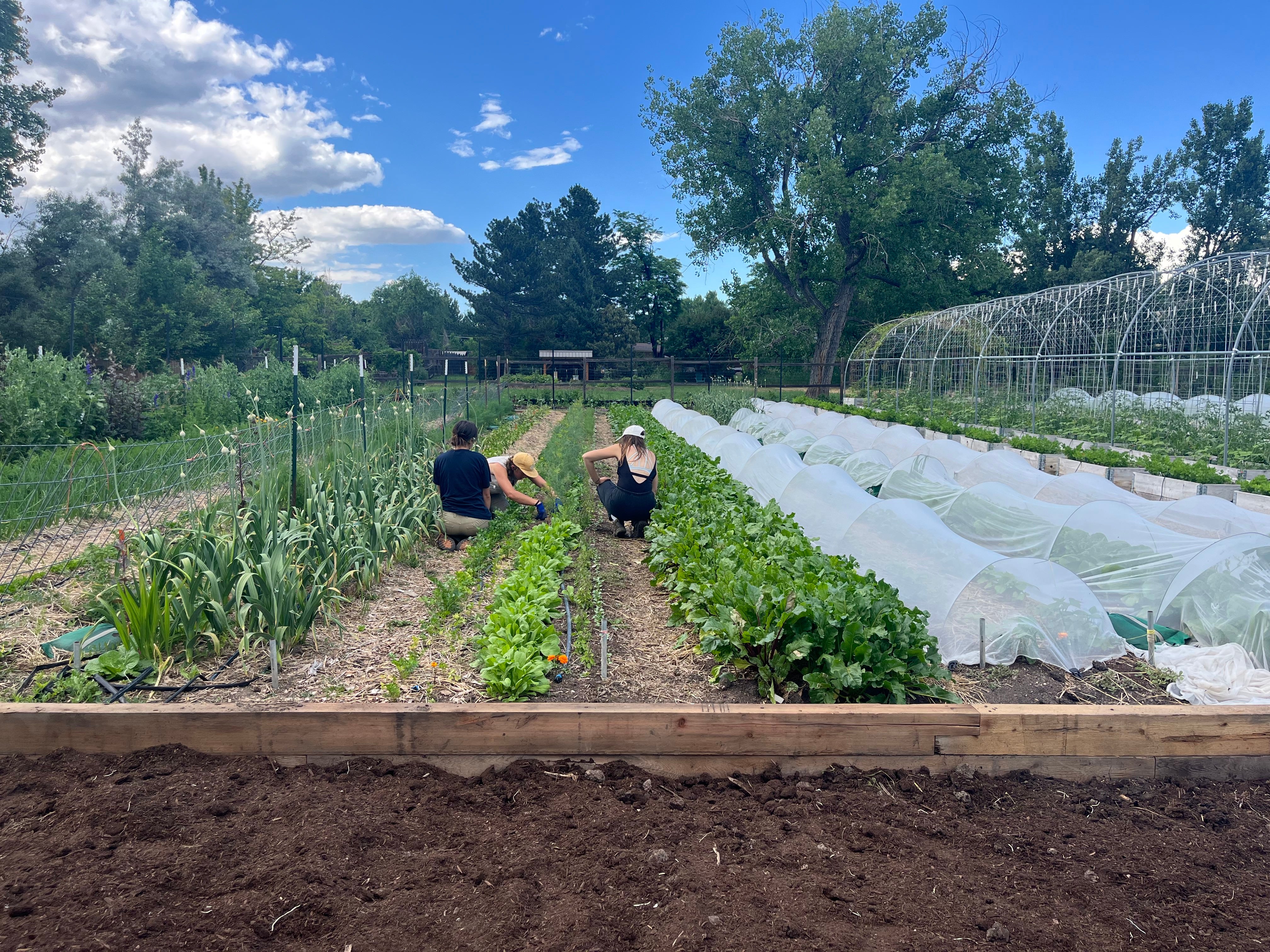 A group of people are kneeling in between rows of vegetables growing on a farm.